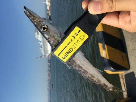 カマスフィッシング