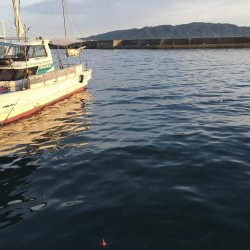 ファミリーサビキ