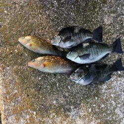 コッパグレ釣り