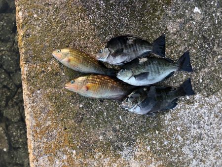 コッパグレ釣り