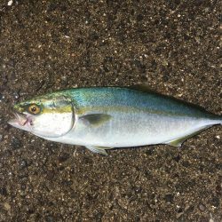 六目釣り！魚種沢山！