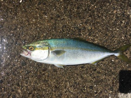 六目釣り！魚種沢山！