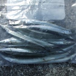 南芦屋浜 孫娘のサヨリデビュー