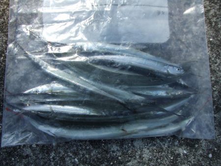 南芦屋浜　孫娘のサヨリデビュー