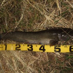 久々に雨後のナマズ調査