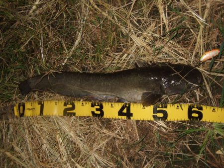 久々に雨後のナマズ調査