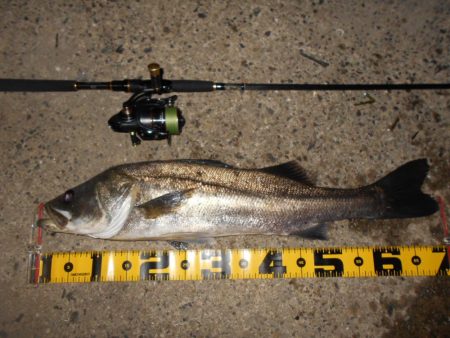 ランカーバレる…。