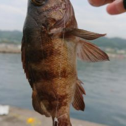 淡路タチウオ調査〜活性は高いぞ！