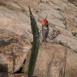 水面炸裂！！チヌトップ