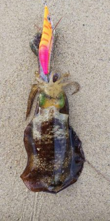 午後からエギング