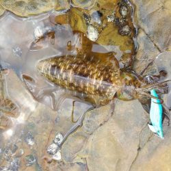 小っちゃい青物～アオリイカ