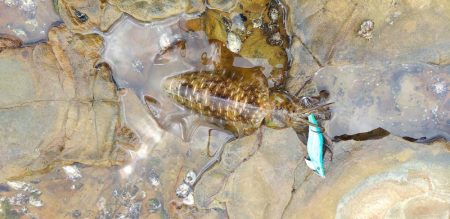 小っちゃい青物～アオリイカ