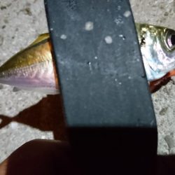 ケンサキ狙いで何故かアジング？！