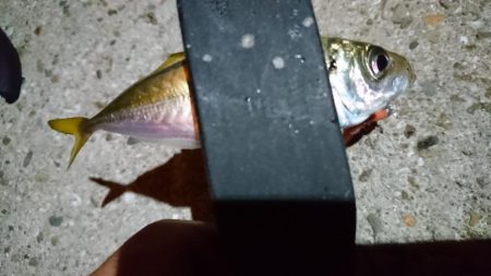 ケンサキ狙いで何故かアジング？！