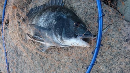 チヌトップ！！