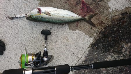 朝マズメ  ライトショアジギング