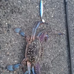 朝マズメ  ライトショアジギング