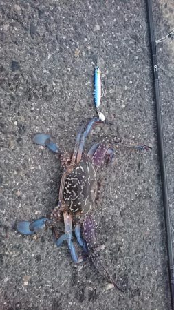 朝マズメ  ライトショアジギング