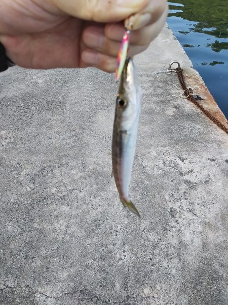 沼島でライトゲーム2