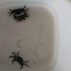 シーズン初タチウオ