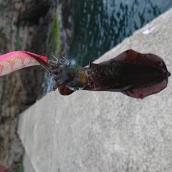 秋イカスタート！