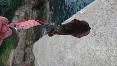 秋イカスタート！