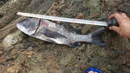 チヌ(クロダイ)釣れたぜ✌&…