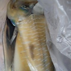 久々に釣れました