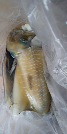 久々に釣れました