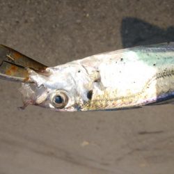 今日はまったり釣行