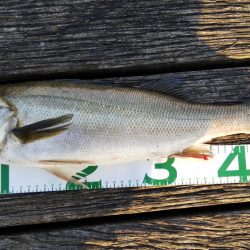 諦めかけたその時…