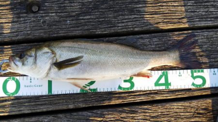 諦めかけたその時…