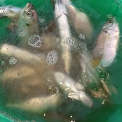 朝の涼しい時間に