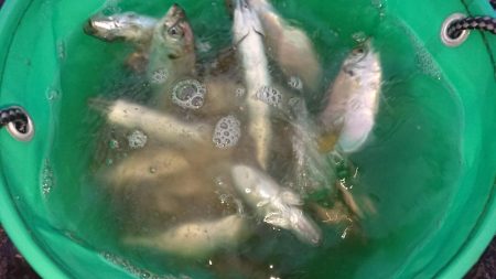 朝の涼しい時間に