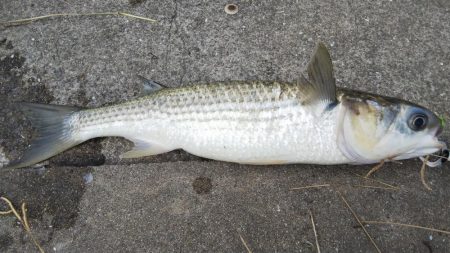 台風後はどうかな？