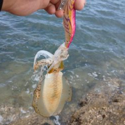 夏イカ求めて