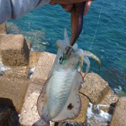 釣り場清掃からのエギング