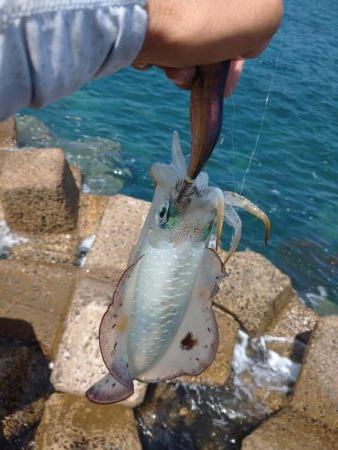 釣り場清掃からのエギング