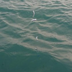 台風後のヒラメ