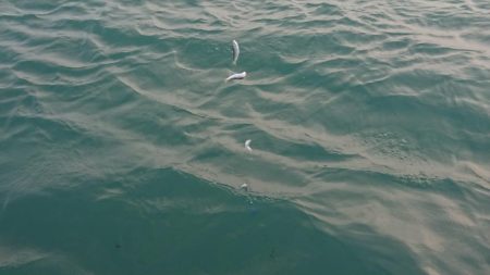 台風後のヒラメ