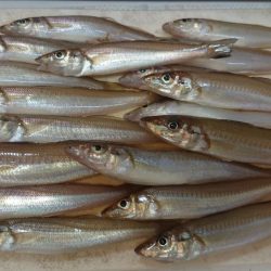 キス復活の兆し