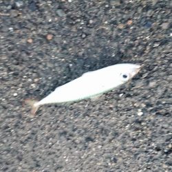 アジングまずまず