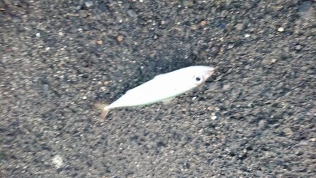 アジングまずまず