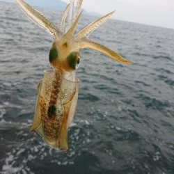 アオリ新子調査