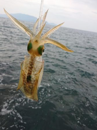 アオリ新子調査