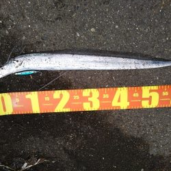 雨上がりも福浦岸壁は釣り座も満席御礼!