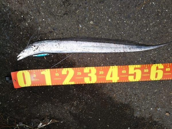 雨上がりも福浦岸壁は釣り座も満席御礼!