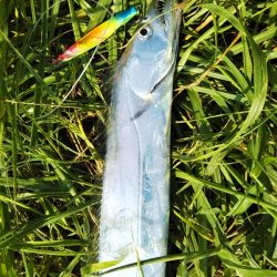 年に何度もないボイル！！―朝マヅメより～