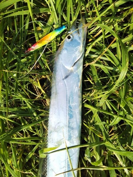 年に何度もないボイル！！―朝マヅメより～