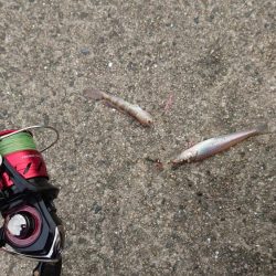 キス釣りからのジギング